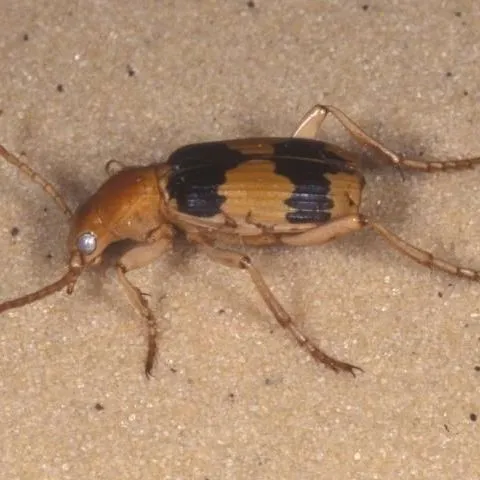 thumbnail for publication: A Bombardier Beetle Pheropsophus aequinoctialis (L.) (Insecta: Coleoptera: Carabidae)